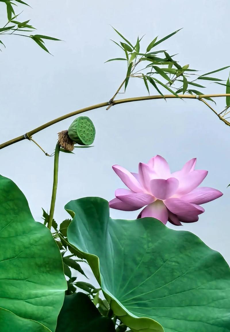 山东济南:夏日荷花盛开
