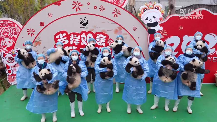海南大熊猫兄弟迎11岁生日 民众齐送祝福