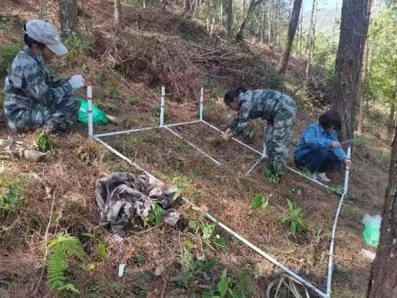 宁洱发放首批林业碳汇收益
