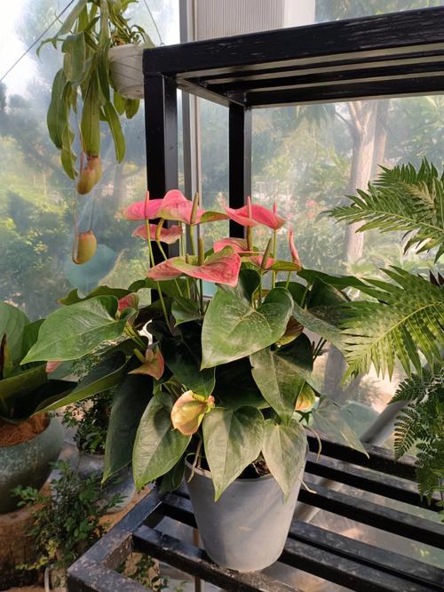 五指山红掌花基地:让幸福和花一样“红”