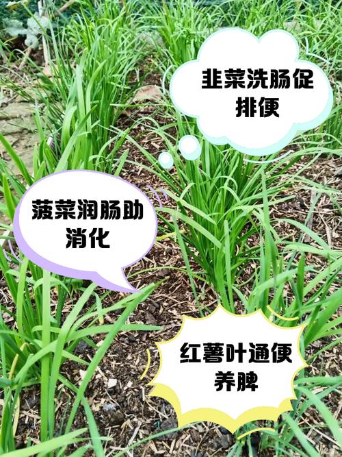 5种让你很会拉屎的青菜,堪称“肠道拖把”!节后换着吃,给肠道洗洗澡,便便一通到底