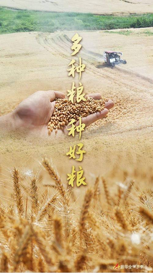 种粮有资金、卖粮有途径 全过程保障让农民收好粮、卖好粮