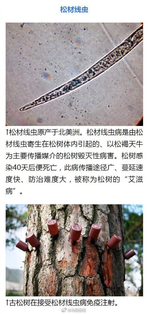 外来物种、有剧毒 海关截获多只“赤背寡妇蛛”