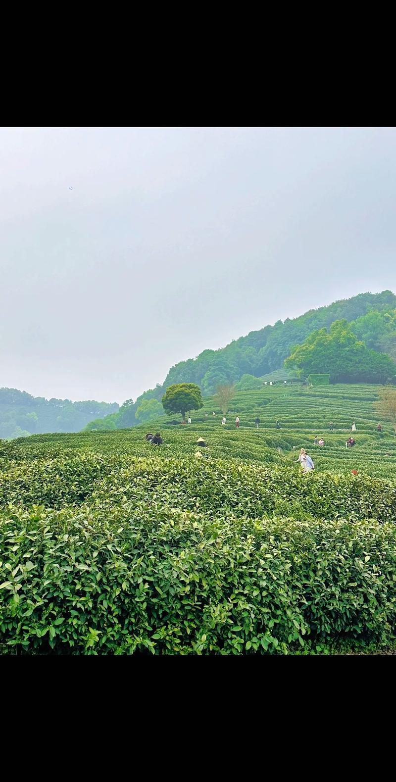茶园春色