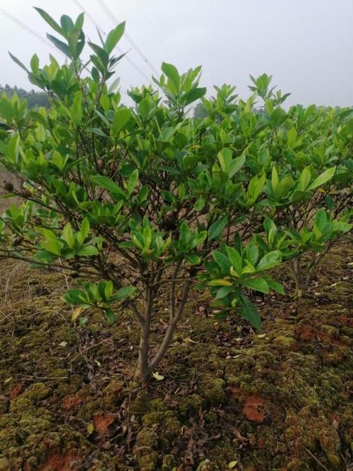 中华医药樟树行:千亩栀子花盛开时 花香迷人促振兴