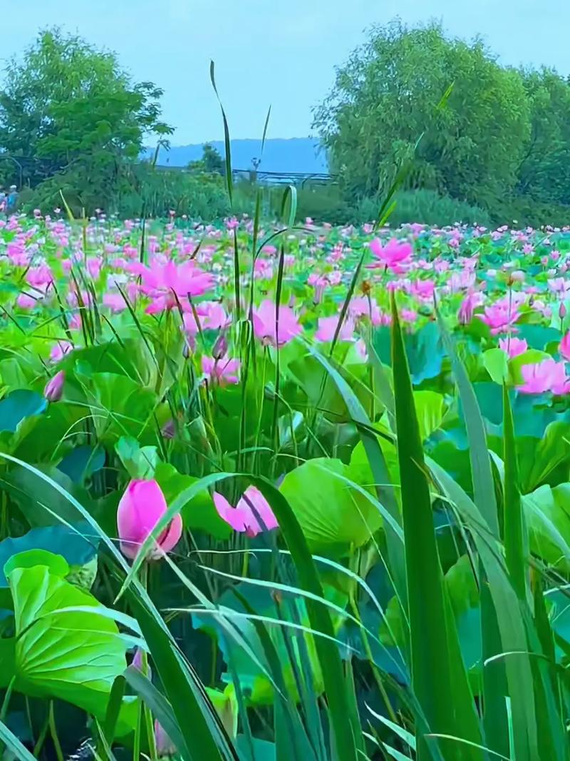 春天的饱和度瞬间拉满!祝你好运“莲莲”