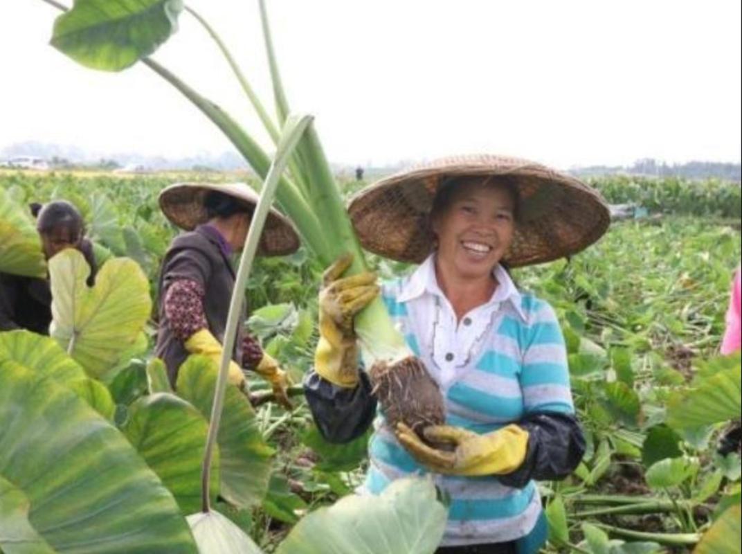 湖南江永香芋飘香海外 特色产业增产又增收