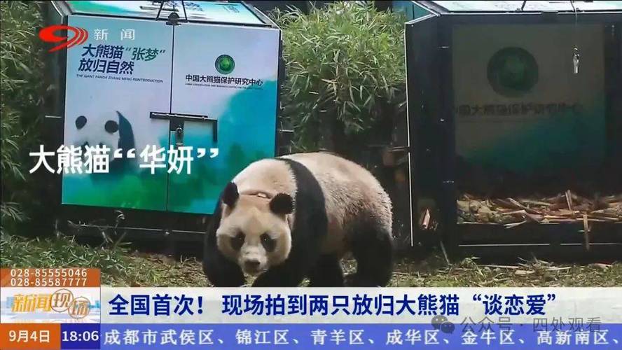 实名认证!3月份被拍到“谈恋爱”的两只大熊猫是它们