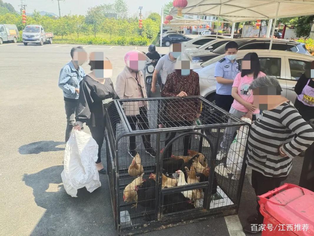 这个专偷农村土鸡的“贼”被抓住了