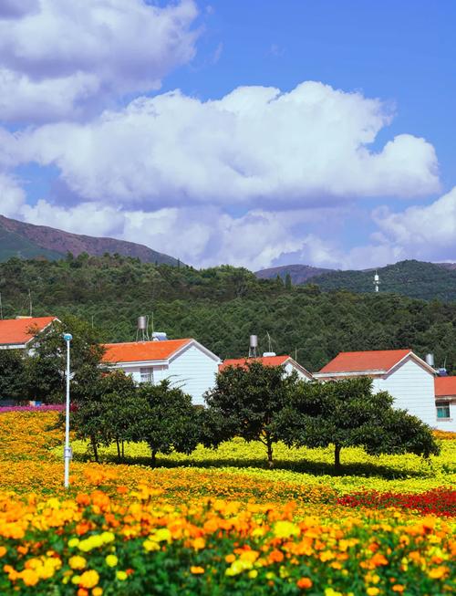 安宁密马龙花山文化旅游节举行 万寿菊盛开引领乡村振兴新篇章