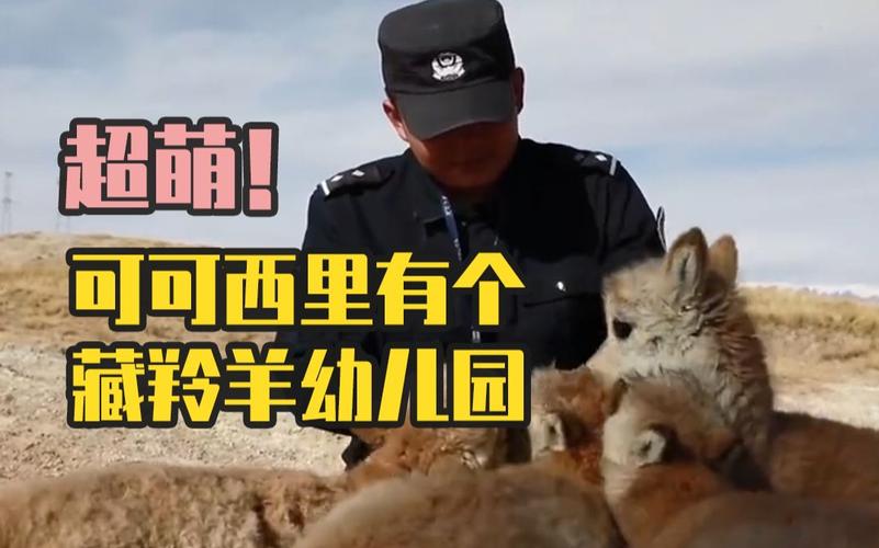 可可西里“藏羚羊幼儿园”迎来9只小藏羚羊