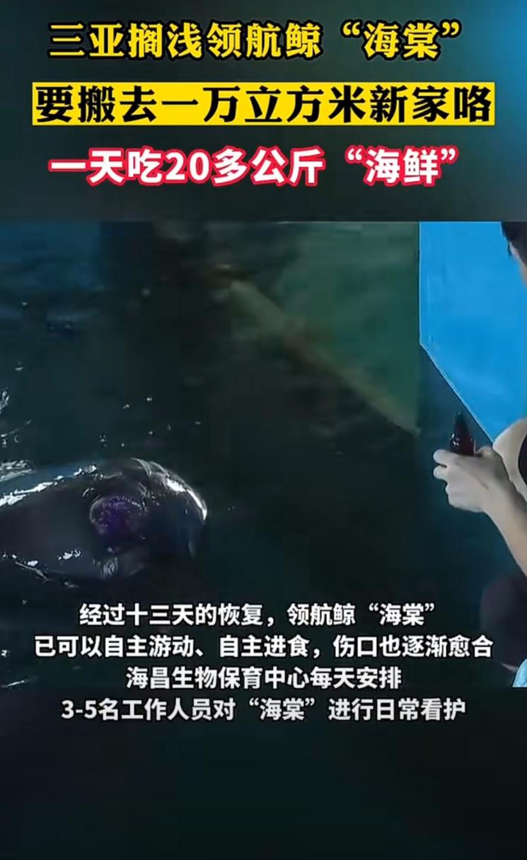 新华全媒+丨“海棠”回家!海南三亚因搁浅被救助的短肢领航鲸被放归大海