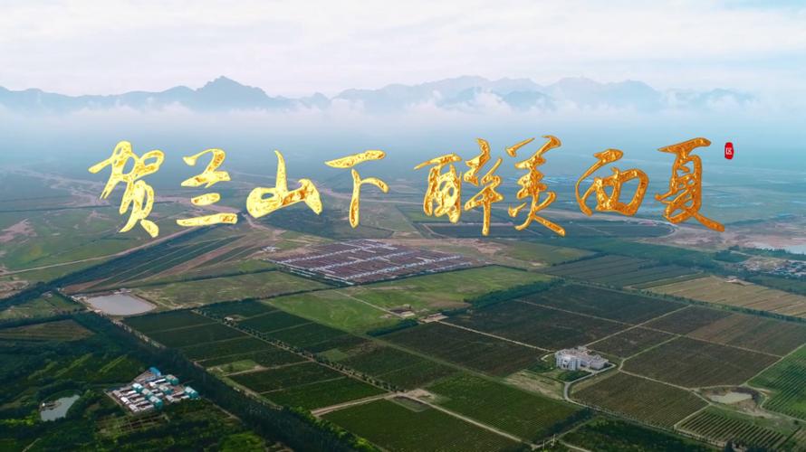 贺兰山下酿芬芳