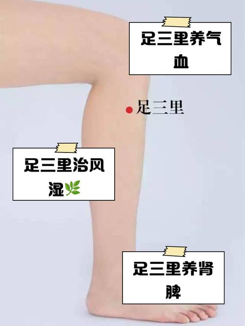 立秋后进补?首选按摩足三里!