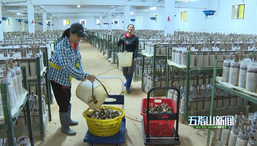 五指山空联村:闲置厂房改培育基地 猪肚菇变致富菇