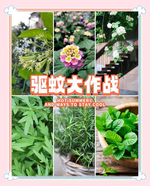 蚊子频繁光顾?摆盆驱蚊植物试试