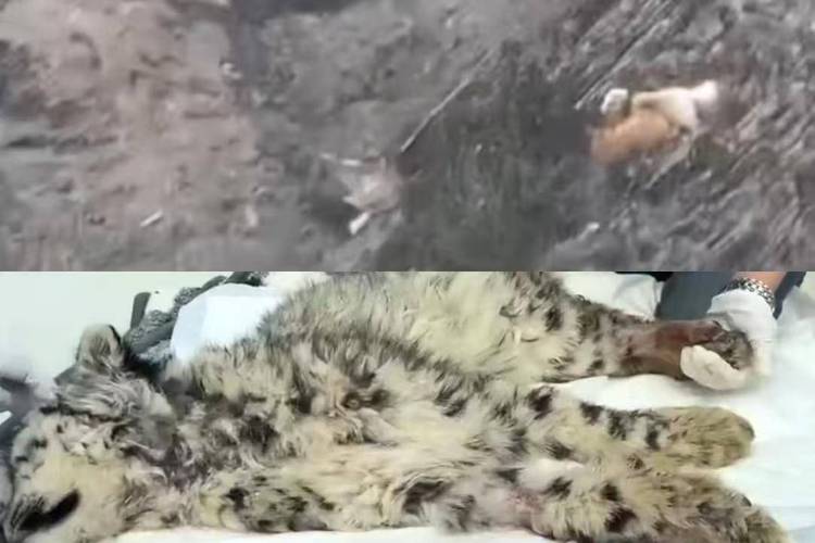 三江源国家公园:“放恶犬围捕雪豹导致雪豹受伤瘫痪”视频内容不实