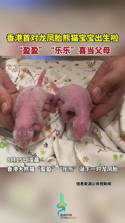 首对“港产”龙凤胎大熊猫快速成长
