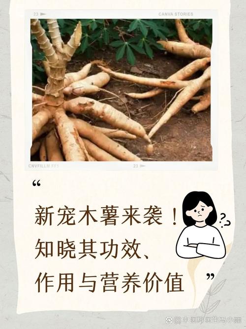 营养、风味双提升 研究揭示木薯叶在功能食品领域的潜力