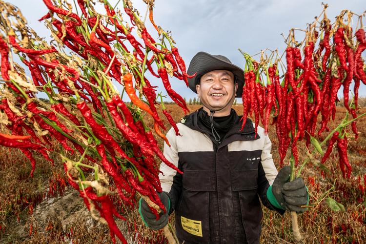 湖南新田:小雪时节农事忙 大棚辣椒喜丰收