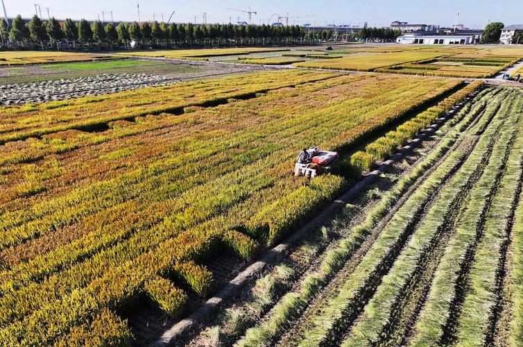 自然为笔 农耕作墨 全国多地田间地头勾勒金秋“新”“丰”景
