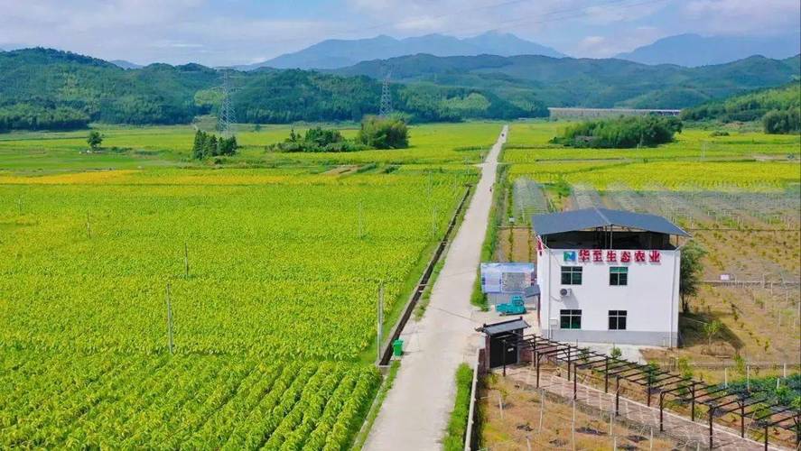 (走进中国乡村)生态保护推动“朱鹮之乡”绿色经济