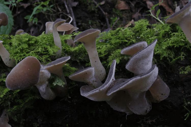 成都发现大型真菌新物种,专家:属可食用真菌