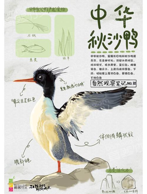 石门监测到越冬中华秋沙鸭155只 数量创新高