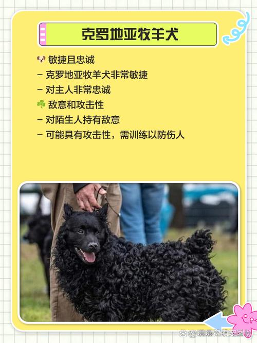 深圳公布38种禁养烈性犬名单 新增烈性犬品种14种