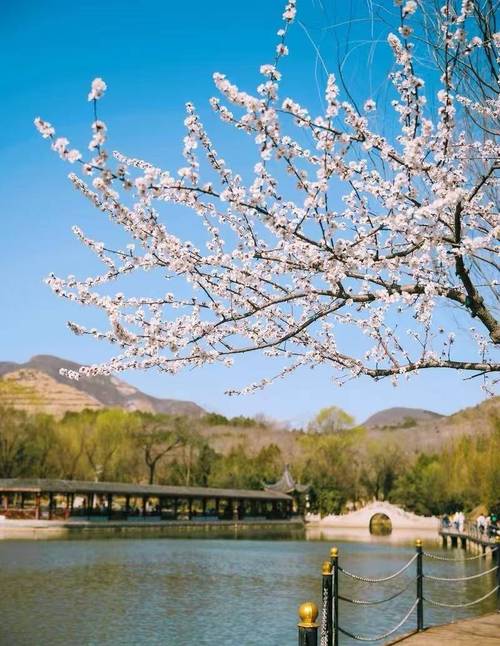 清明假期三天,北京全市公园纳客544.93万人次
