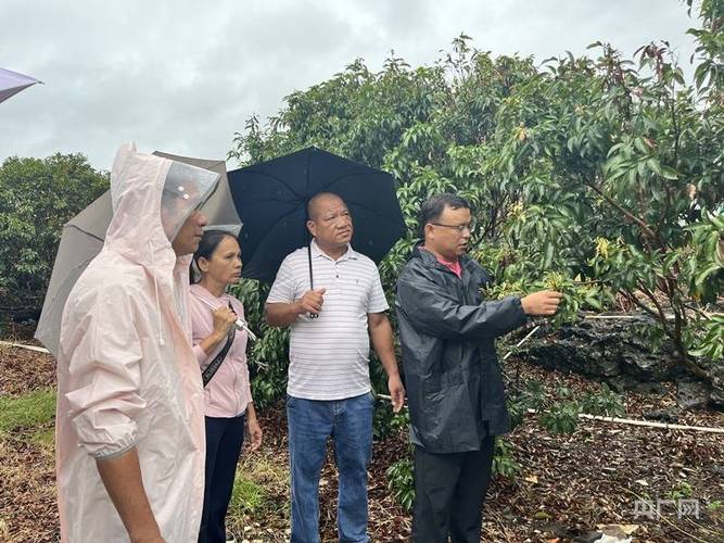 海口举办台风灾后荔枝恢复生产助农活动 种植户复产信心足