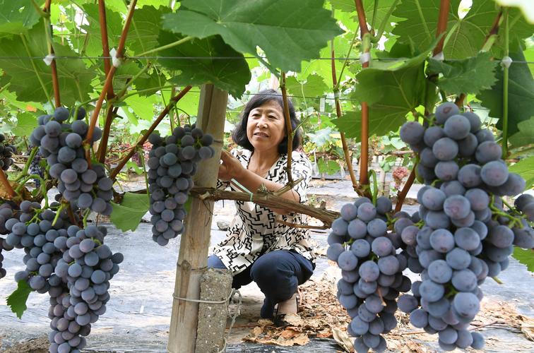 (乡村行·看振兴)山西阳高:葡萄丰收挂满藤 金融助力产业兴