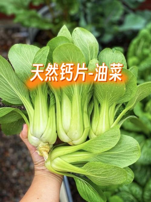 补钙抗炎还通便!春日养生必吃的7种春菜!