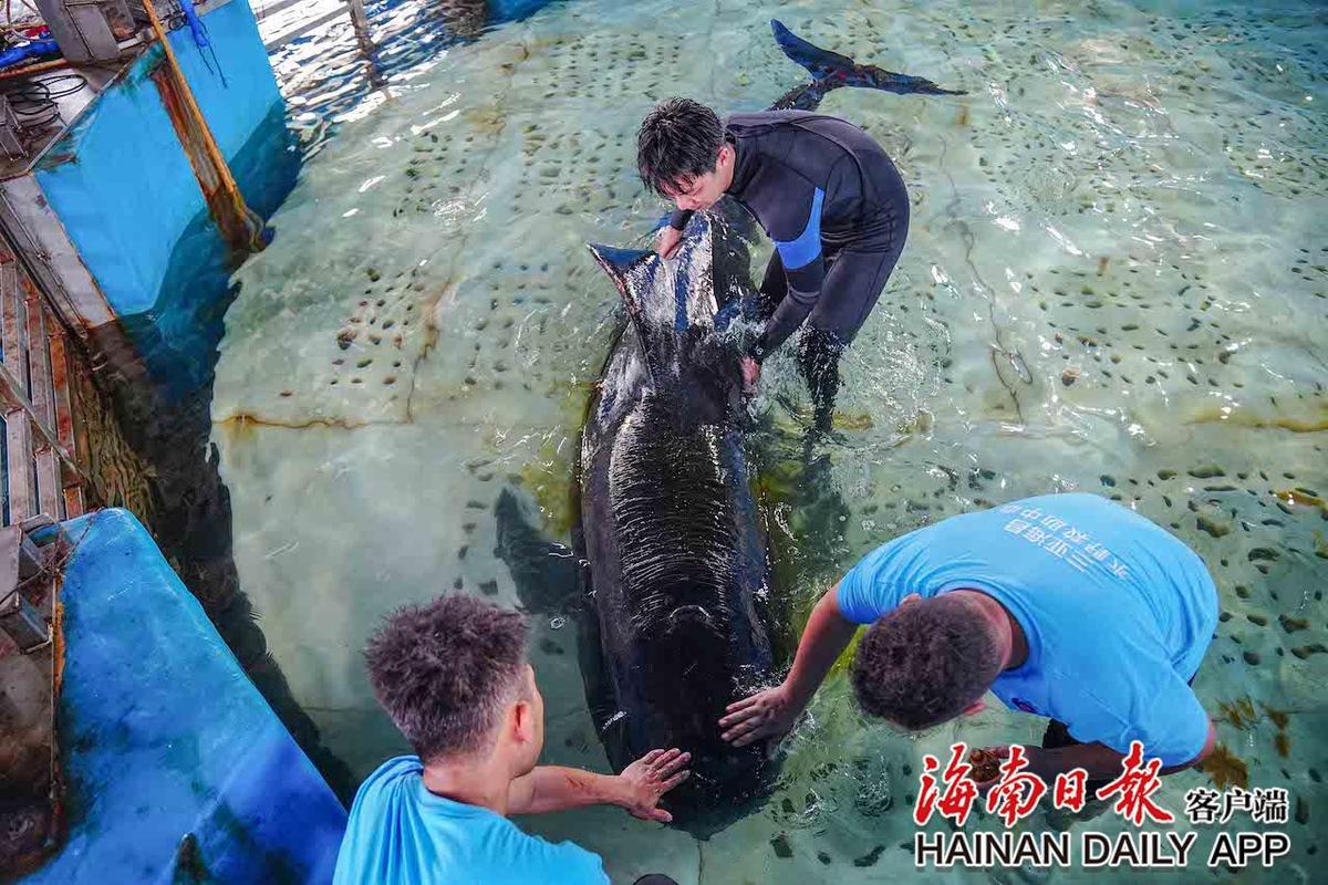 领航鲸“海棠”放生前体检 救治112天长了10厘米