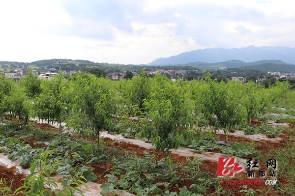 湖南新田“一村一品”激发乡村经济活力