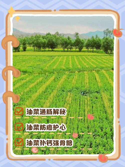 衡阳县:3.37万公斤油菜种子免费发放到农户 助力农户秋播增收