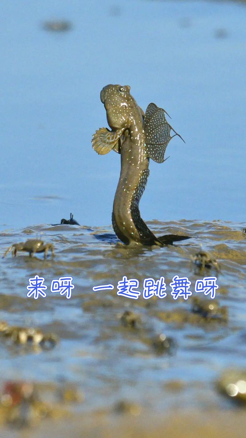 海南周刊丨弹涂鱼:红树林湿地显眼包