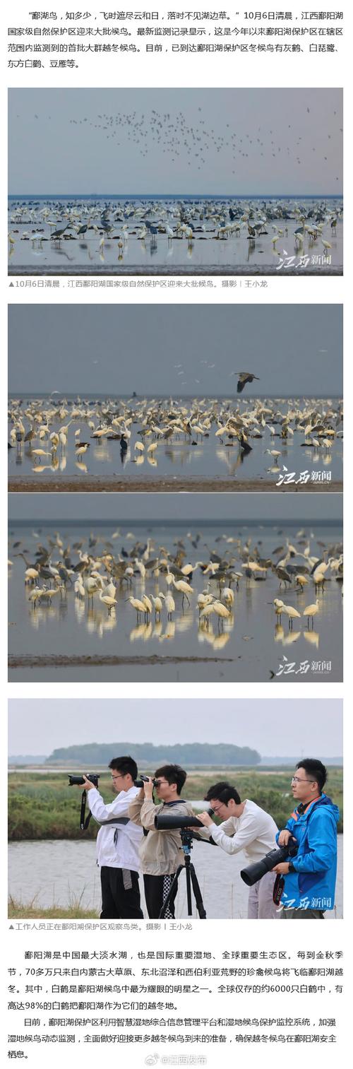 首批43只越冬白鹤飞抵江西鄱阳湖自然保护区