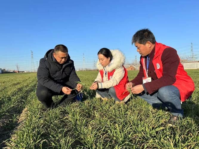 科技助力田间管理奠定丰收基础 苗情转化升级冬小麦长势良好