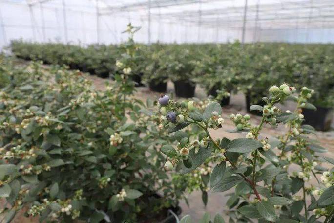 新春走基层丨一串串蓝莓带来的新春新期盼