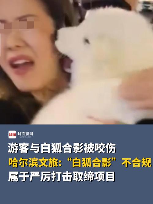 游客被白狐咬伤!当地文旅:“白狐合影”不合规