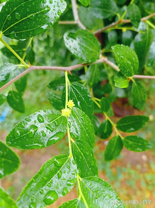 吴淑娟:愿做一棵为学生遮风挡雨的树