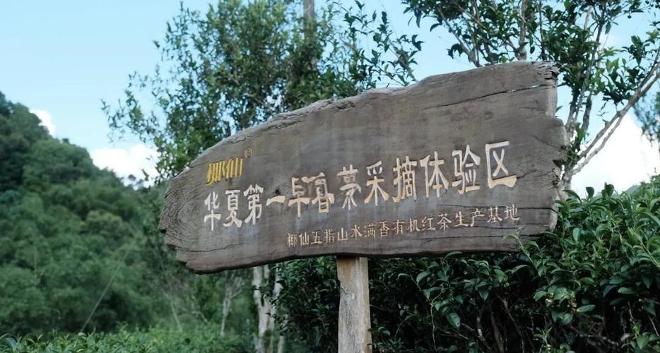 白沙、五指山加入全国早春茶产区联盟