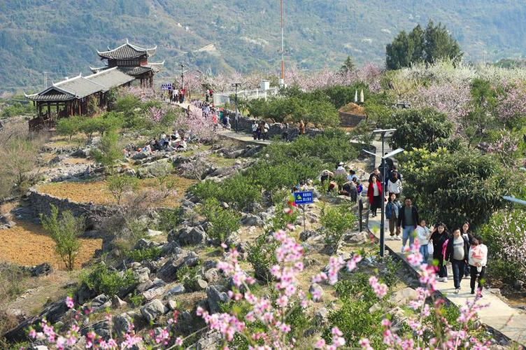 万亩荒山变花海 石漠化公园花开正艳