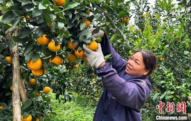 广西侨乡容县:沃柑丰收上市采摘忙