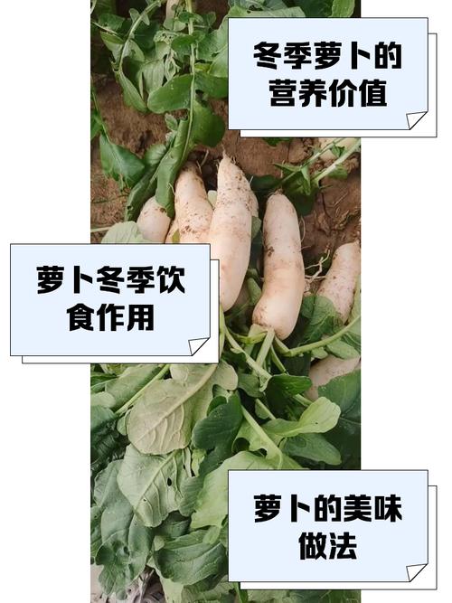 冬吃萝卜赛人参,但这两种吃法营养白白浪费了