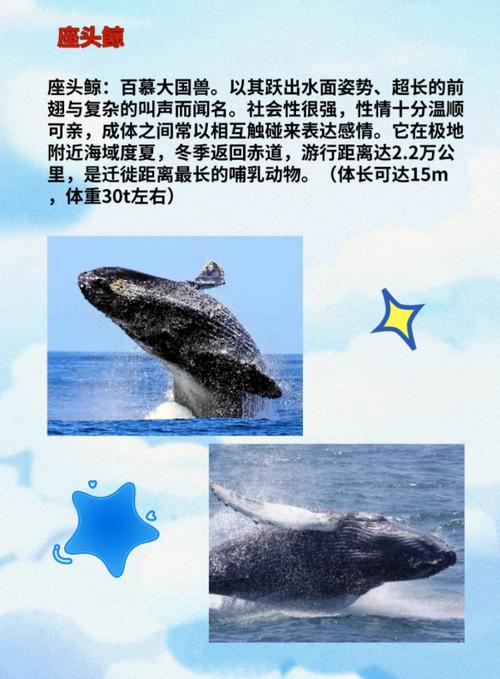 或与环境变化有关 太平洋灰鲸体长20年间缩短1.65米
