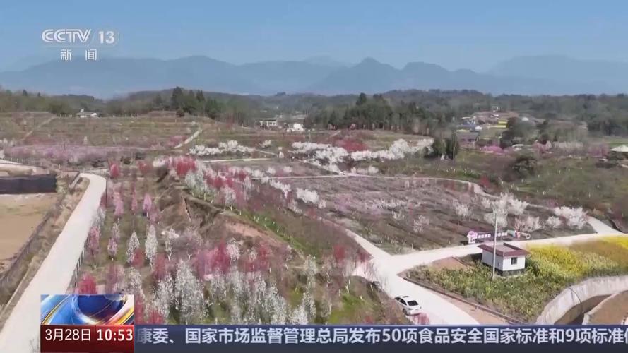 消费新场景不断推陈出新 赏花经济玩出新“花”样