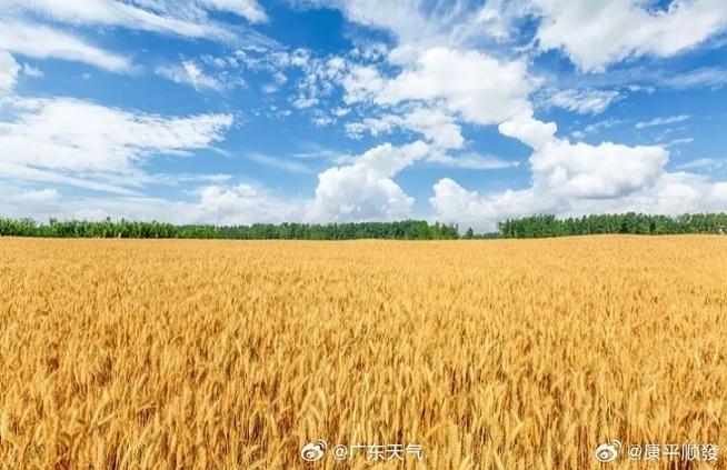 「在希望的田野上·三夏时节」全国麦收达1.2亿亩 进入收获高峰