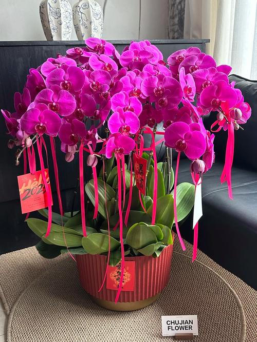 年宵名花进平谷 居民家门口便捷买花